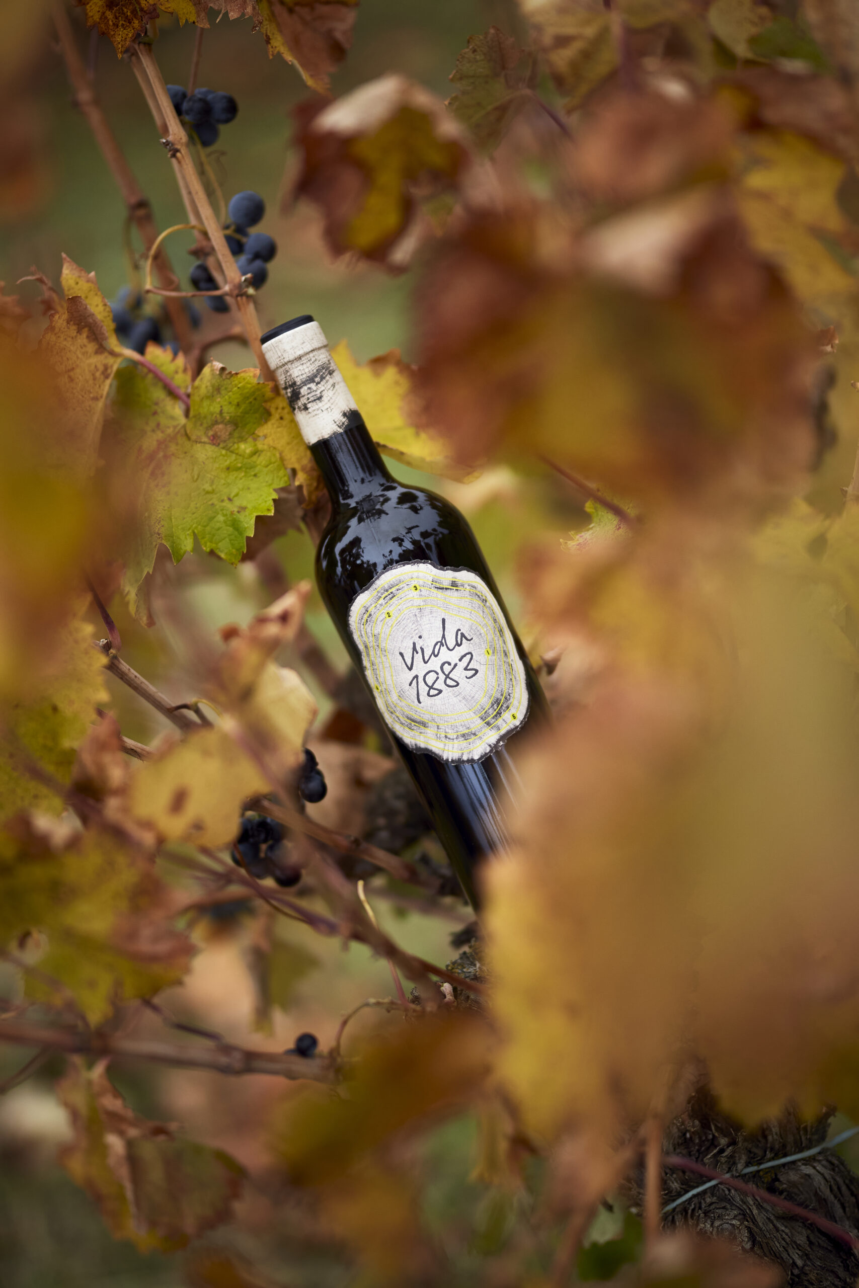 Vida 1883. Vino tinto. Reserva. IGP VTCyL. 750mL (Cosecha 2015) - Imagen 6